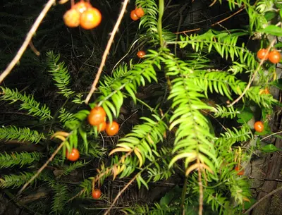 Asparagus scandens