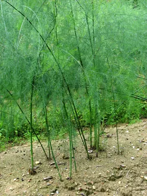 Garden asparagus
