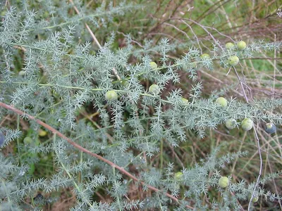 Sharp-leaved asparagus