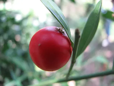 Ruscus aculeatus
