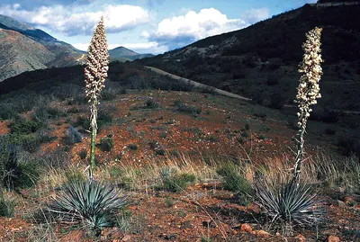 Chaparral yucca