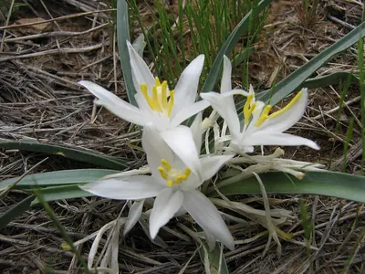 Common starlily