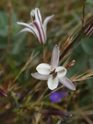 Wavyleaf soap plant