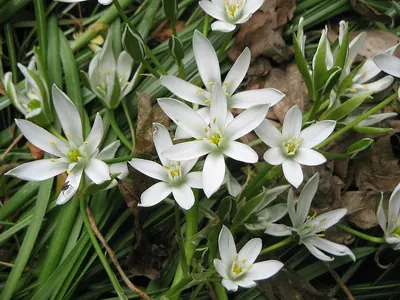 Grass lily