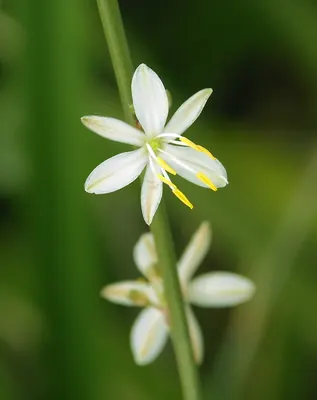 St. Bernard’s lily