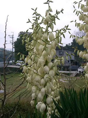 Moundlily yucca