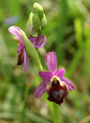Argolian bee-orchid