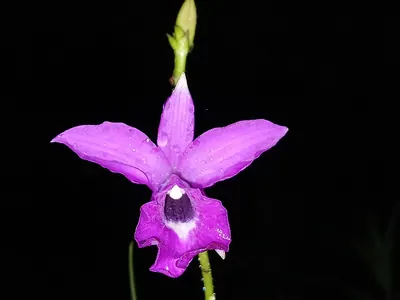 Bamboo orchid
