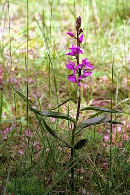 Red helleborine