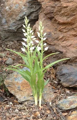 Sword-leaved helleborine
