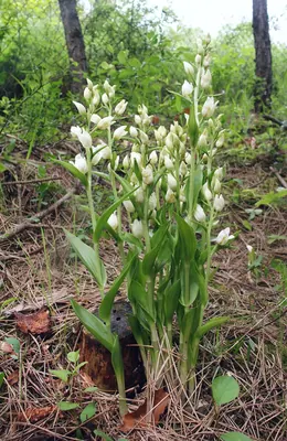 White helleborine