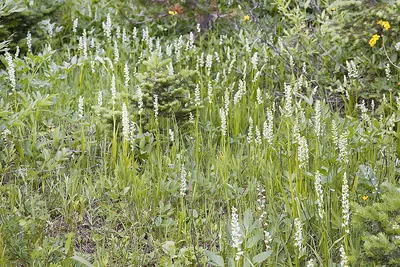 Tall white bog orchid