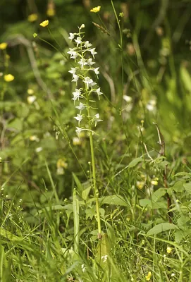 Greater butterfly-orchid