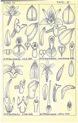 Agrostophyllum trifidum