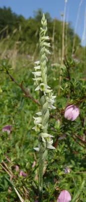 Autumn Lady's-tresses