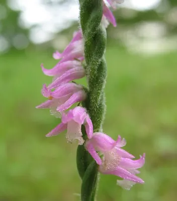 Chinese Spiranthes