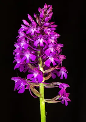 Pyramidal orchid