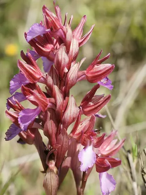 Butterfly orchid