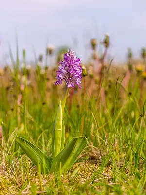 Military orchid