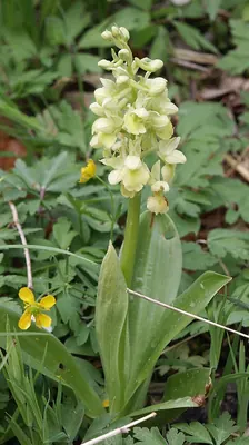 Pale orchid