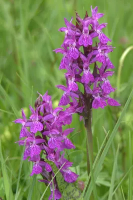 Western Marsh-orchid