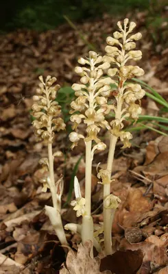 Bird's-nest orchid