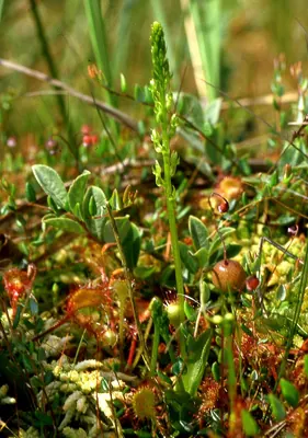 Bog orchid