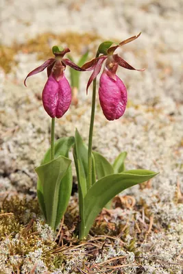 Pink lady's slipper