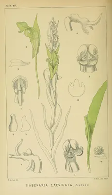 Habenaria laevigata