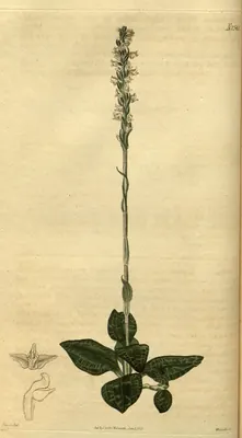 Rattlesnake plantain
