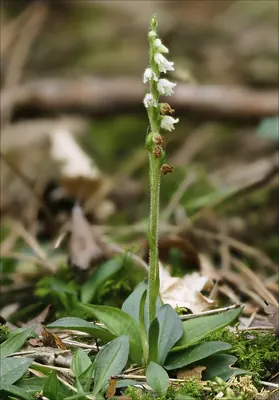 Creeping lady's-tresses (Europe)