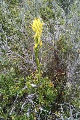 Gavilea lutea