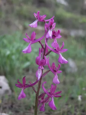 Anatolian orchid