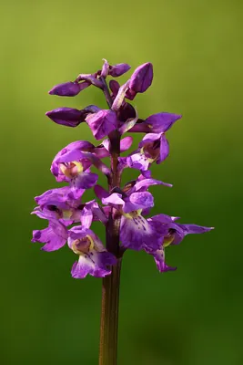 Early-purple Orchid