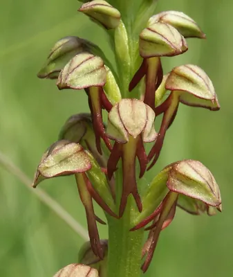 Man orchid