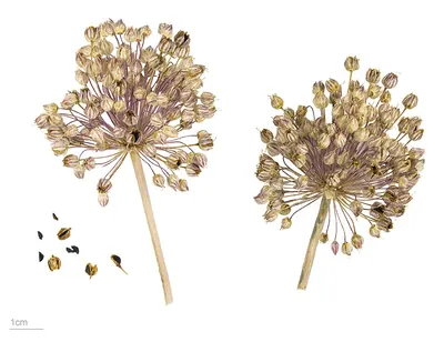 Garden leek