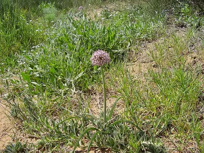 Allium tel-avivense