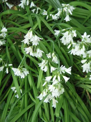 Threecorner leek