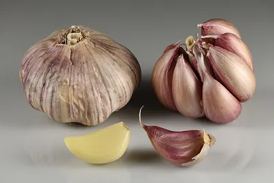 Cultivated garlic