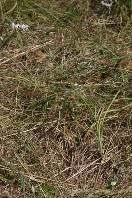 Nodding onion