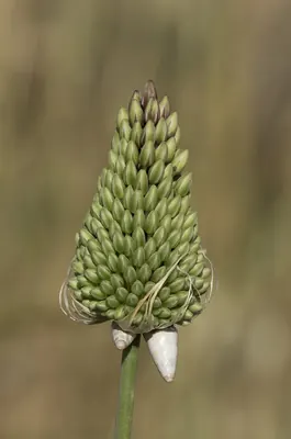 Allium curtum