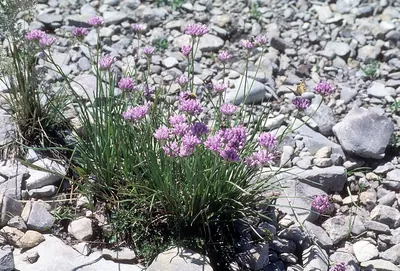 Geyer's onion
