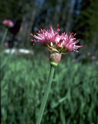 Pacific onion