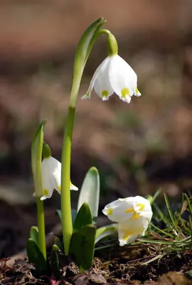 Spring Snowflake