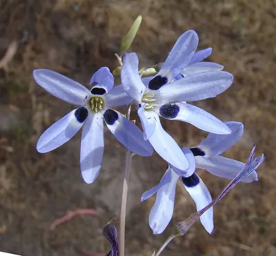 Conanthera campanulata