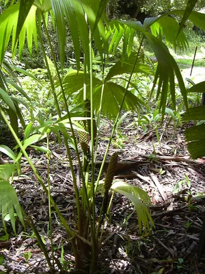 Panama hat plant
