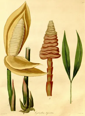 Cyclanthus bipartitus