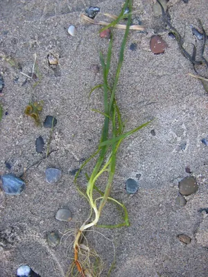 Eel-grass
