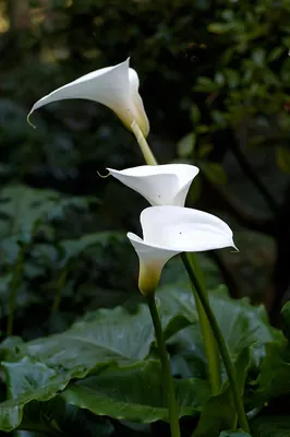 White or common arum lily