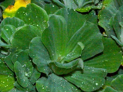 Water Lettuce
